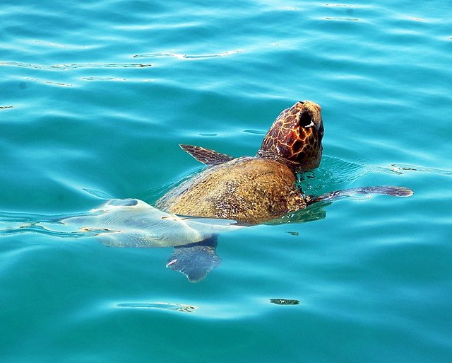 Caretta Caretta