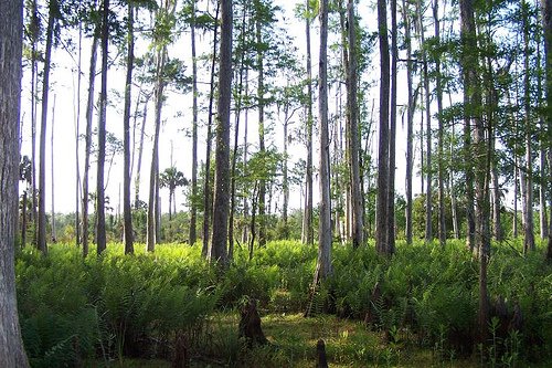 Pine Island
