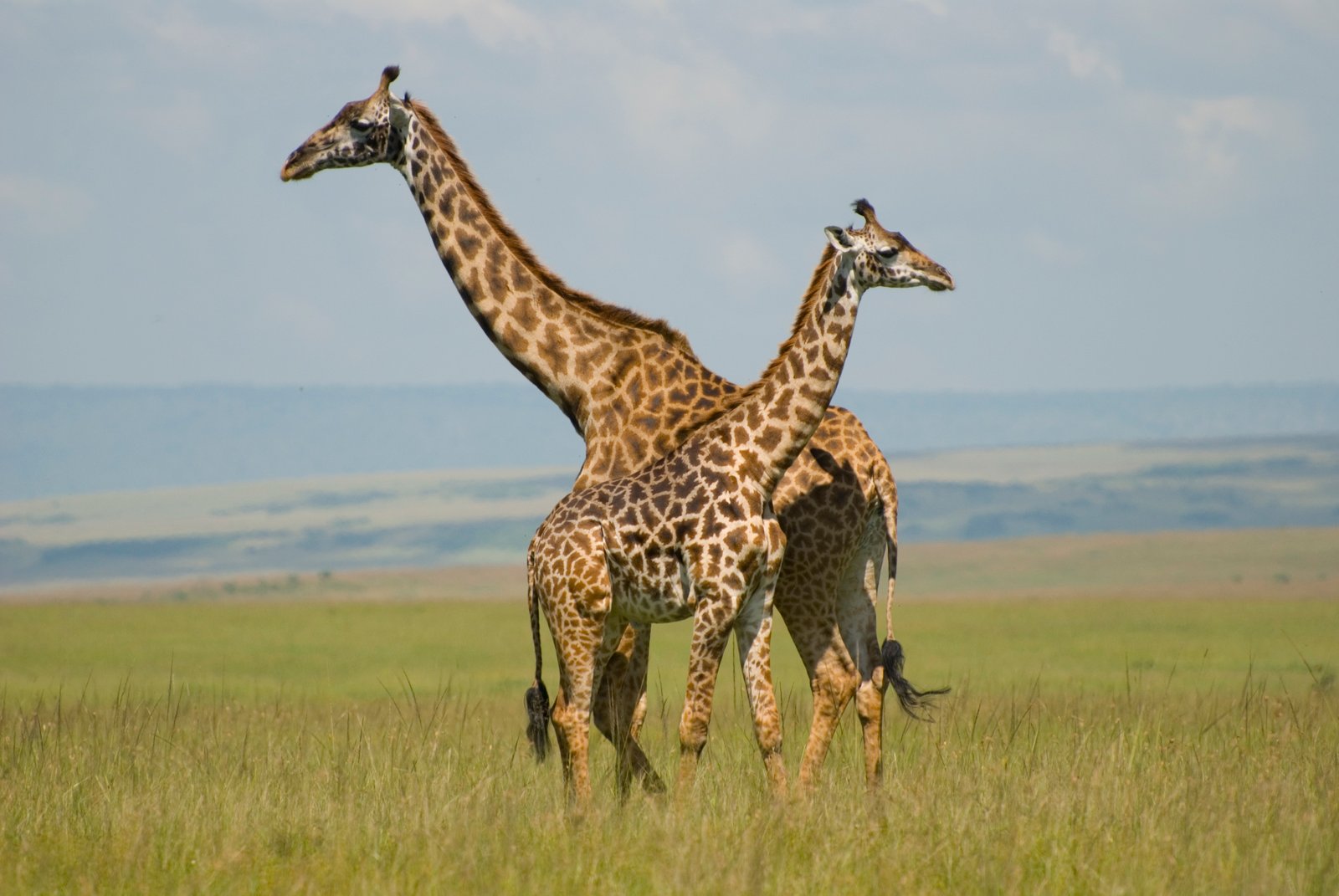 Some of the beautiful giraffe’s in the Maasai Mara