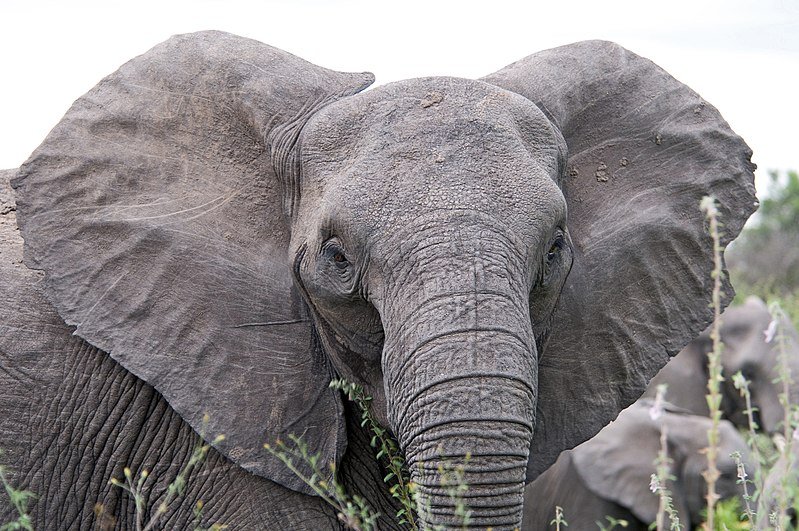 Elephants as well as an array of other species can be seen wondering the park