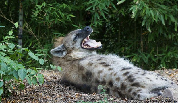 birsa zoological park, Jharkhand