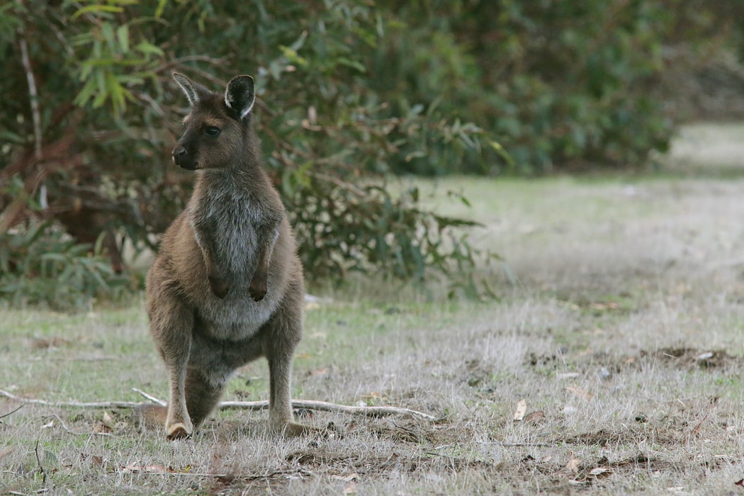 Kangaroo Island wildlife